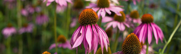 Purple Echinacea