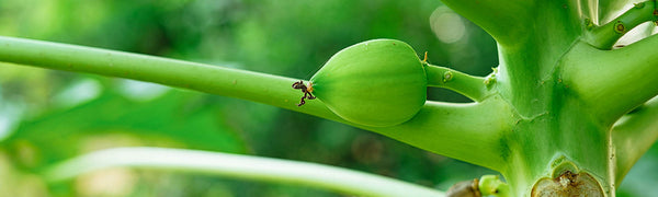 papaya