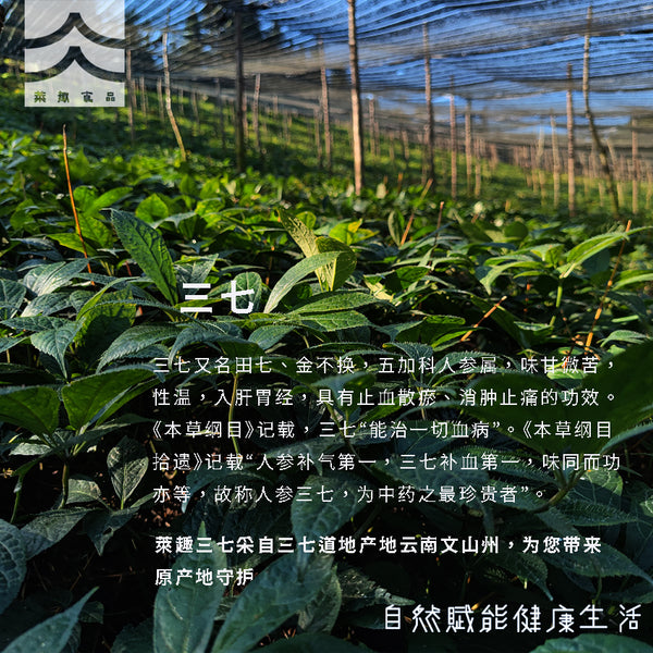 叄柒-15頭